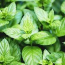 페퍼민트 이미지