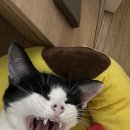 고제용동물병원 | [잔존유치] 초록이 잔존유치 발치후기입니다!
