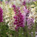 한강시민공원(화훼단지) 이미지