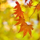 단풍나무 이미지
