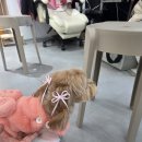 발이봉북로 | 분당 강아지 프로필 후기 | 성남에서 강아지사진 잘찍는곳