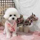 댕스베리 이미지