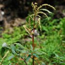 【가시비름 Amaranthus spinosus L. 】 「들풀이자 약용 식물.」 이미지