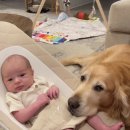 <b>아기</b>와 <b>댕댕이</b>