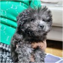 러브 애견 이미지