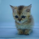도로시펫고양이