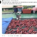 착한 고양이 이미지