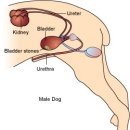이루다 동물병원 이미지