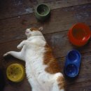 배부른고양이 이미지