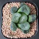 천하일품 Daum카페