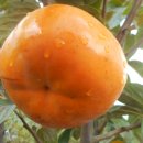 태천농장 이미지