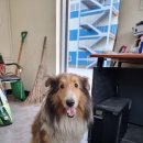 올치까까 | [순둥이]슈슈의 출산직전 모습