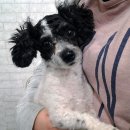 펫토피아 동물병원 이미지