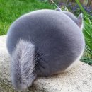 와우펫앤쥬 이미지