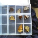 오늘 채집한 나비들 이미지