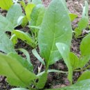 비금농장 이미지