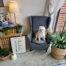 다이아몬독 이미지