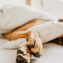 숲속의강아지 이미지