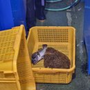 녹동횟집 - 남구 백운로 45-1 | [오이도 수산시장] 횟집 <여수녹동> 광어&농어 내돈내산 후기