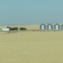 밀밭농장 이미지