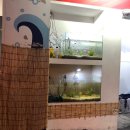 모모포차 이미지