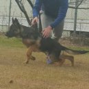 똥강아지 이미지