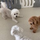 청주 애견유치원 꼬리흔들개Lucky 네이버블로그