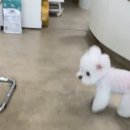 데우즈