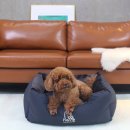 스윗테일 이미지