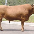 경상북도 축산기술연구소 이미지