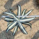 금의농원 | 실내외 다육식물 추천! 아메리카나금(Agave americana 'Marginata') 직접 키워본 후기