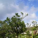 광령귤나무 이미지