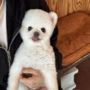 포항애견 | 강아지 천국! 포항 양덕 애견 훈련 [펍 곰곰]방문 후기