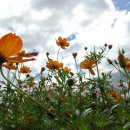 대저생태공원 이미지