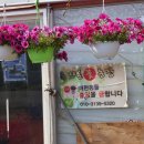 평택 오성면 꽃집 샤론꽃농장, 마가렛 카네이션 가성비눈호강 끝판왕