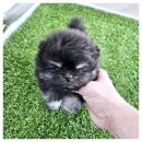 아이러브 독 이미지