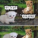 스튜디오모사