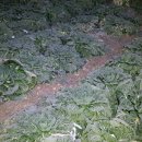 칠전농장 이미지