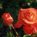 야생화편지 이미지