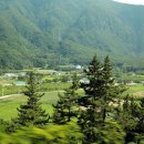 나리 신령수 이미지