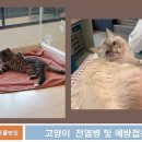 워너비 동물병원 이미지