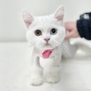 청라고양이미용 무마취전문점에서 부츠컷 후기