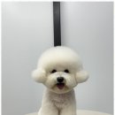 오쿠숑 이미지