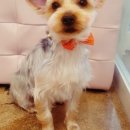 The 예쁘개 이미지