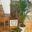 연의양과 이미지