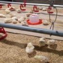 표준축산 이미지