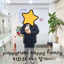 퍼피루미 | 블루멀 트라이 치와와 분양 후기 철원 강아지 퍼피루미
