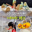 리프패럿영통 | 리프패럿 영통점 수원 앵무새 카페ㅣ28개월 아기와 앵무새 먹이주기 체험