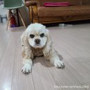 써니펫살롱 이미지