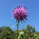 곤드레이야기 이미지